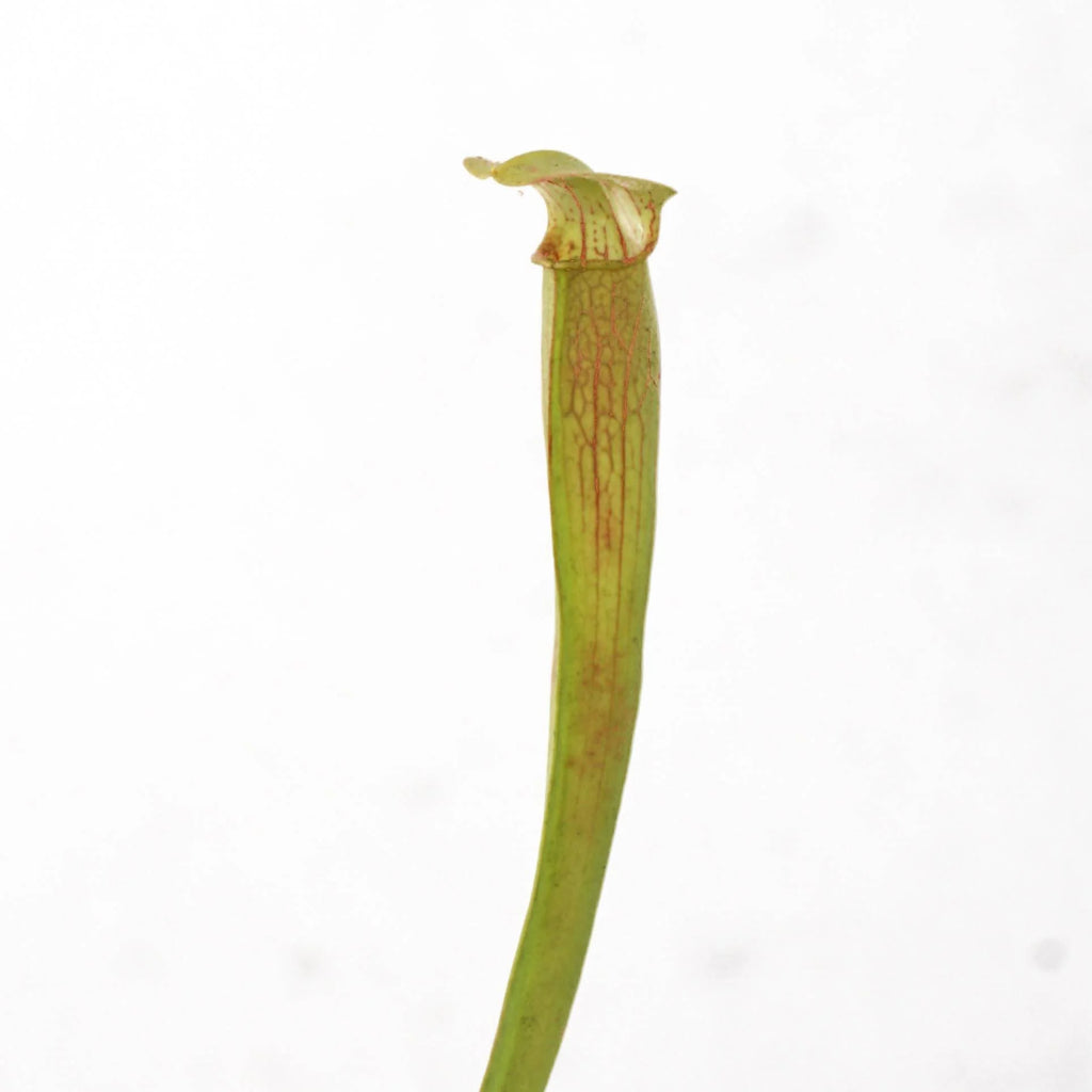 Sarracenia rubra ssp. wherry „Yellow Flower“ 大森食虫植物農園