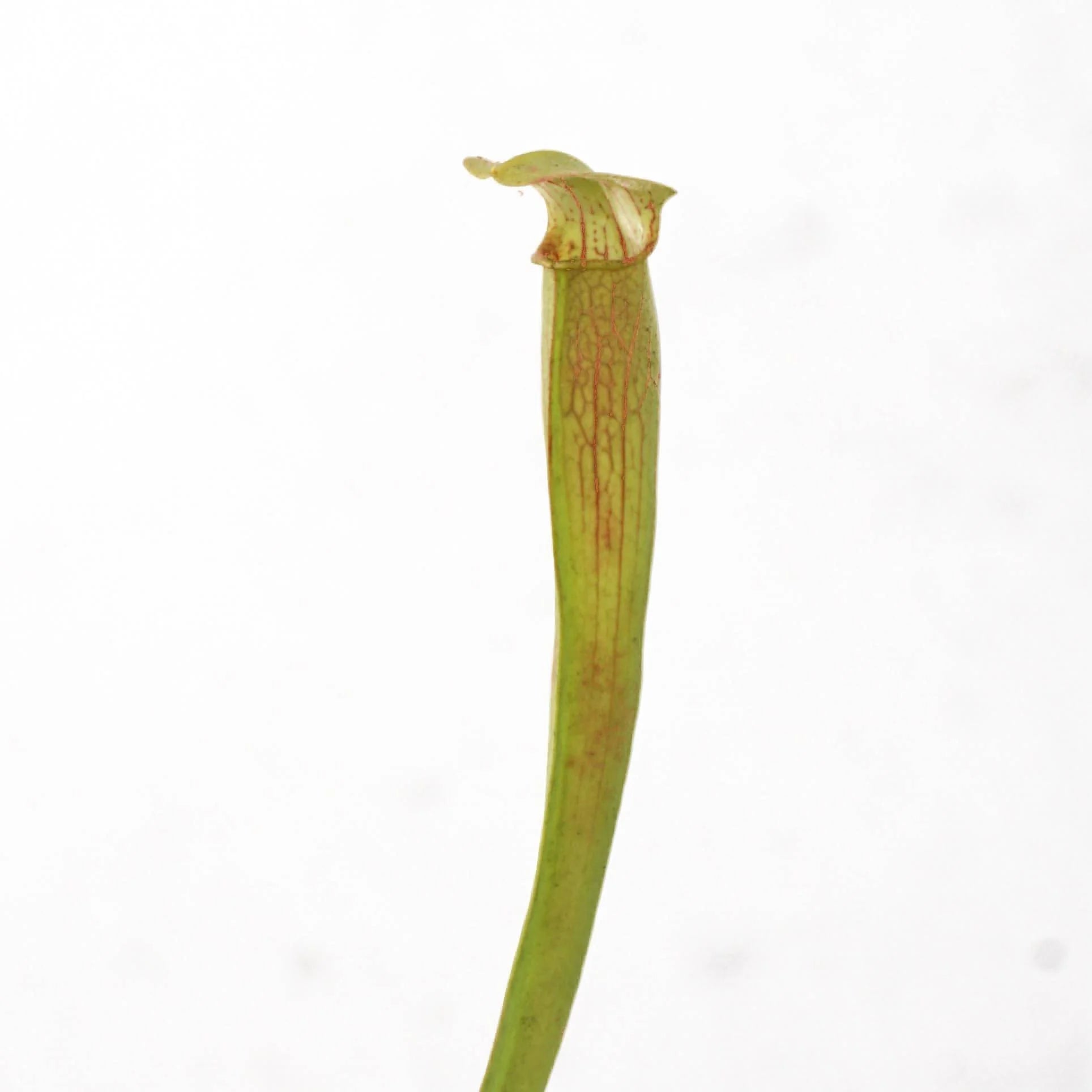 Sarracenia rubra ssp. wherry „Yellow Flower“ 大森食虫植物農園