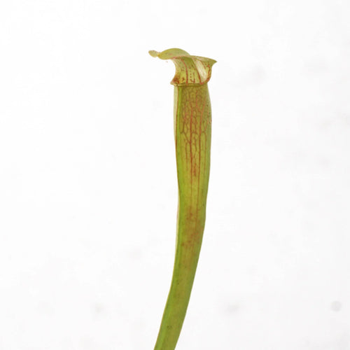 Sarracenia rubra ssp. wherry „Yellow Flower“ 大森食虫植物農園