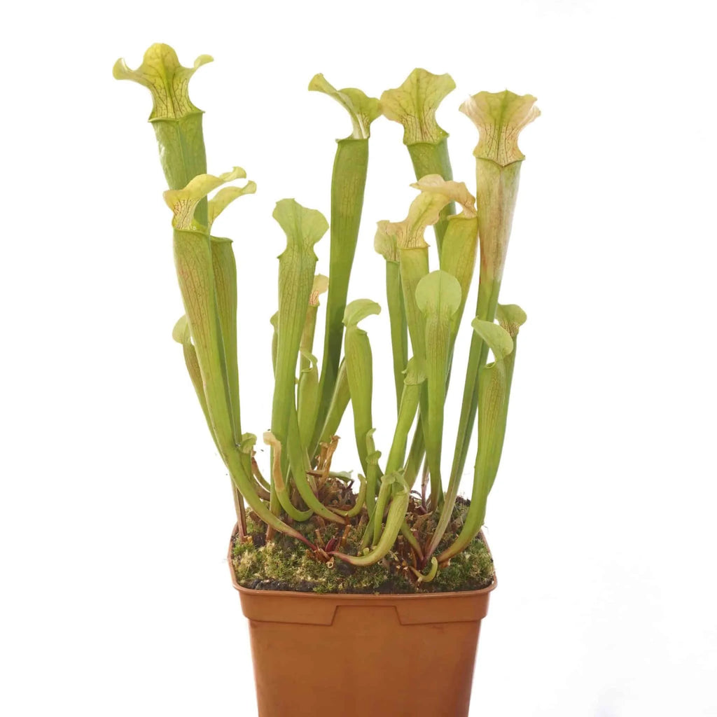 Sarracenia rubra ssp. wherry x alabamensis, 25 cm 大森食虫植物農園