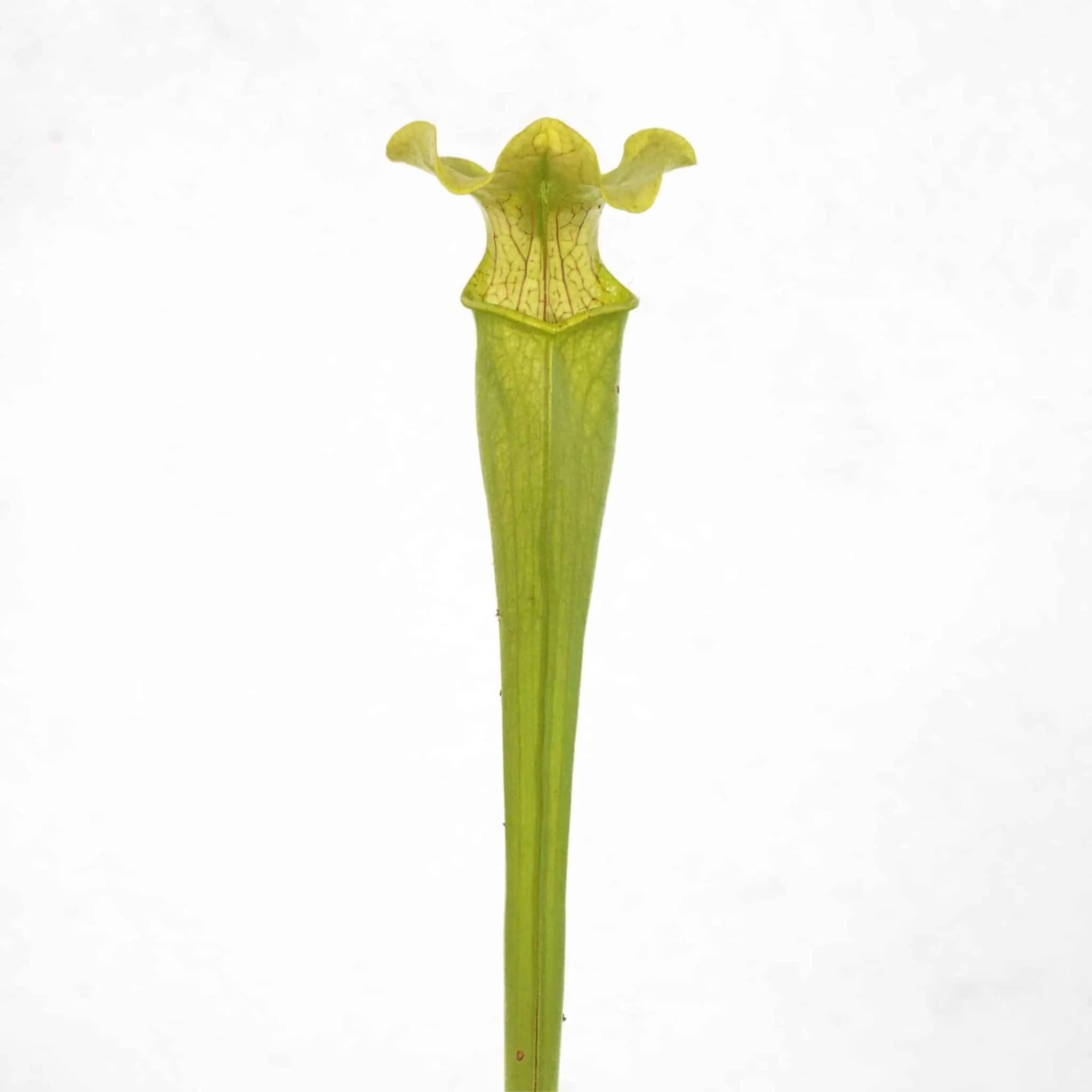 Sarracenia rubra ssp. wherry x alabamensis, 25 cm 大森食虫植物農園