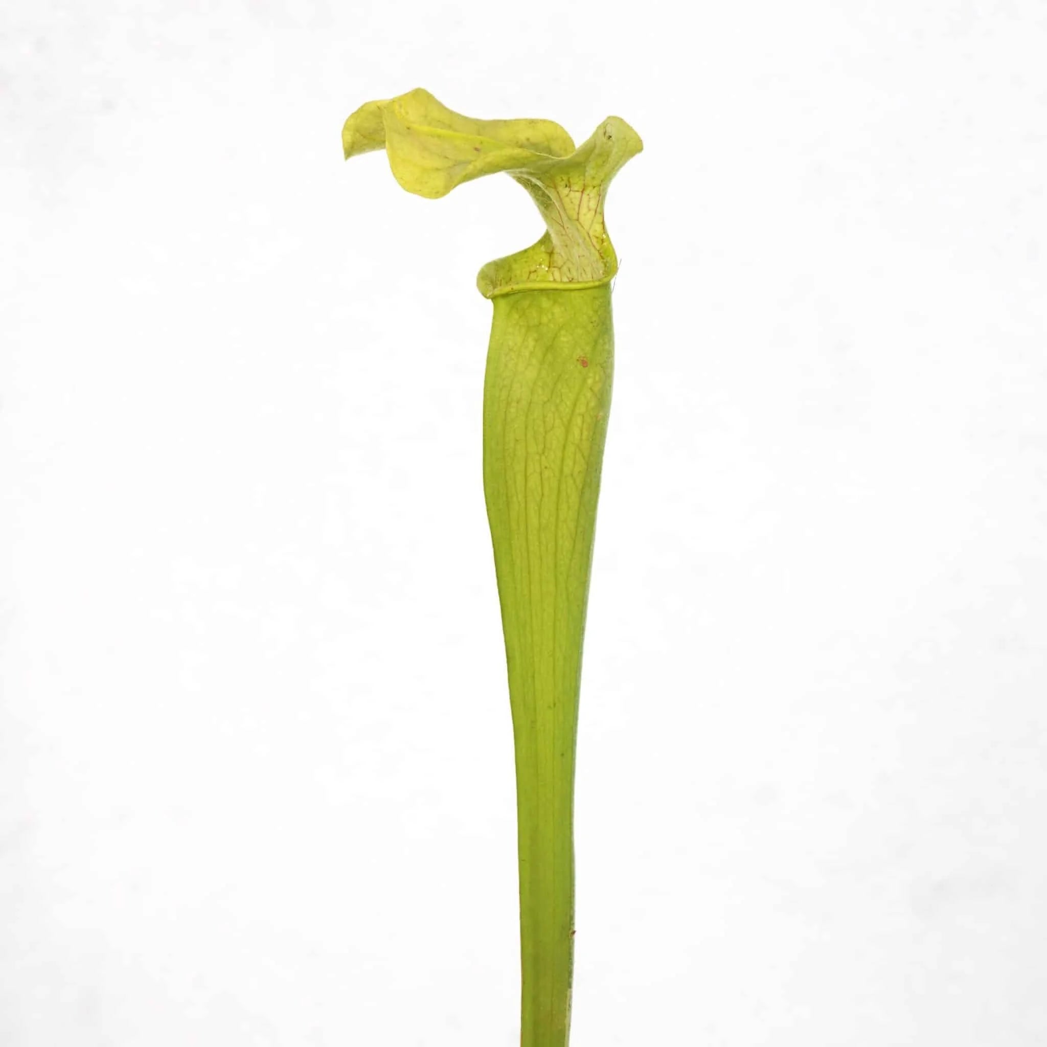Sarracenia rubra ssp. wherry x alabamensis, 25 cm 大森食虫植物農園