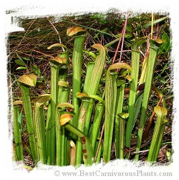 Sarracenia rubra subsp. rubra {Brunswick Co., North Carolina, USA} [BCP ID# R-S1C, S217] (10粒の種子) 大森食虫植物農園