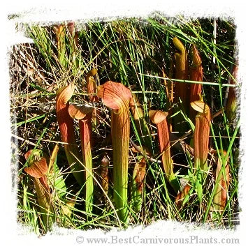 Sarracenia rubra subsp. rubra {mix of different forms} [BCP ID# S270] (20粒の種子) 大森食虫植物農園