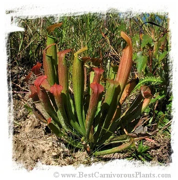 Sarracenia rubra subsp. wherryi {Washington Co., Alabama, USA} [BCP ID# R-S1G, S218] (15粒の種子) 大森食虫植物農園