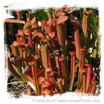 Sarracenia rubra subsp. wherryi {mix of different forms} [BCP ID# S269] (20粒の種子) 大森食虫植物農園