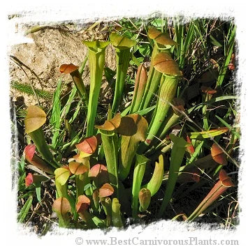 Sarracenia rubra subsp. wherryi {mix of different forms} [BCP ID# S269] (20粒の種子) 大森食虫植物農園