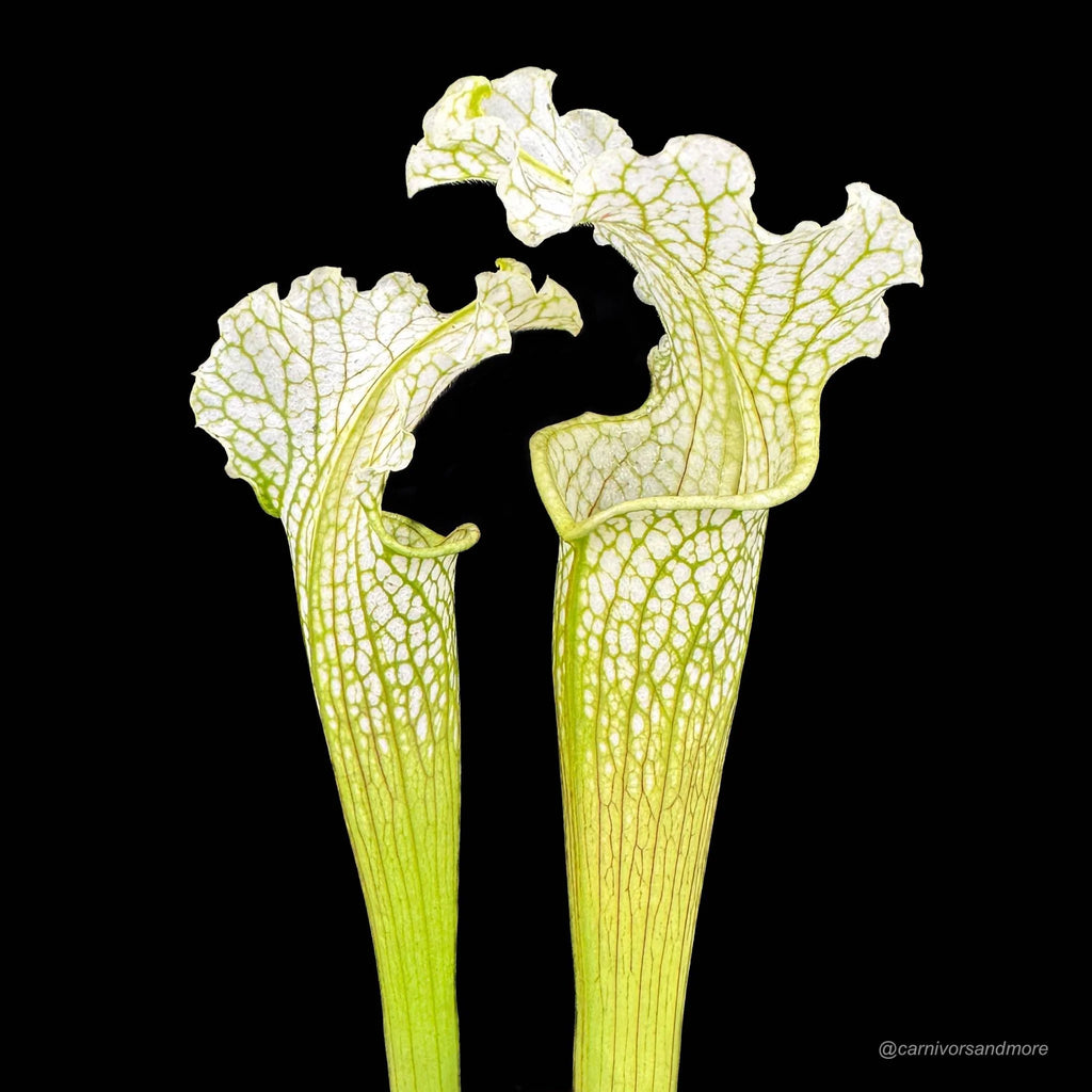 Sarracenia x Camisole 大森食虫植物農園