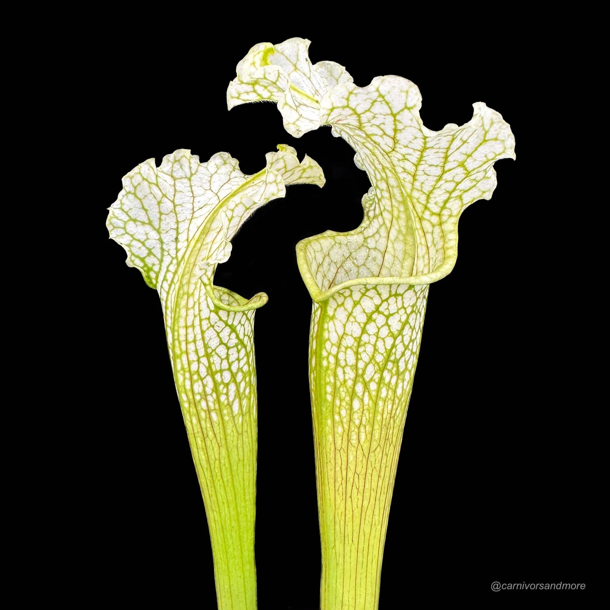 Sarracenia x Camisole 大森食虫植物農園