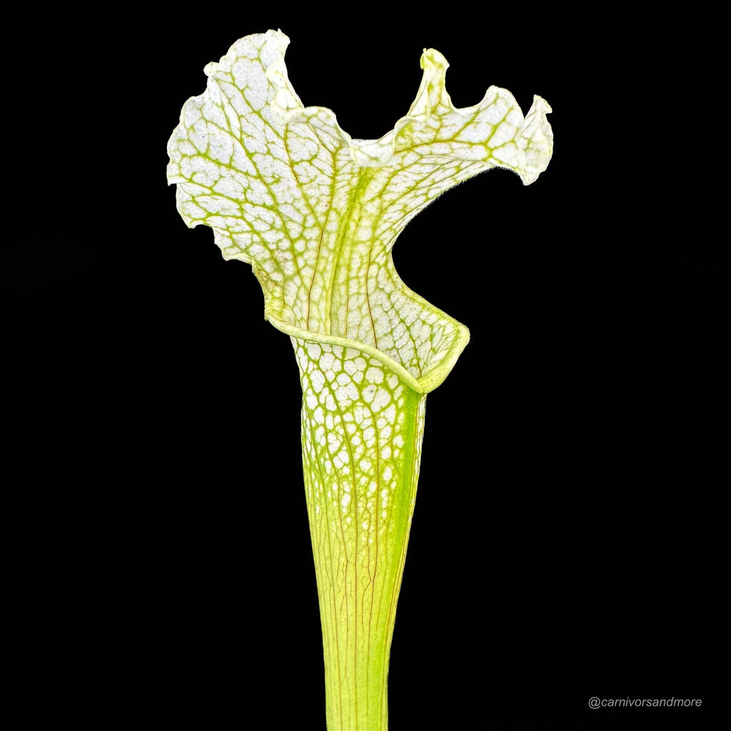 Sarracenia x Camisole 大森食虫植物農園