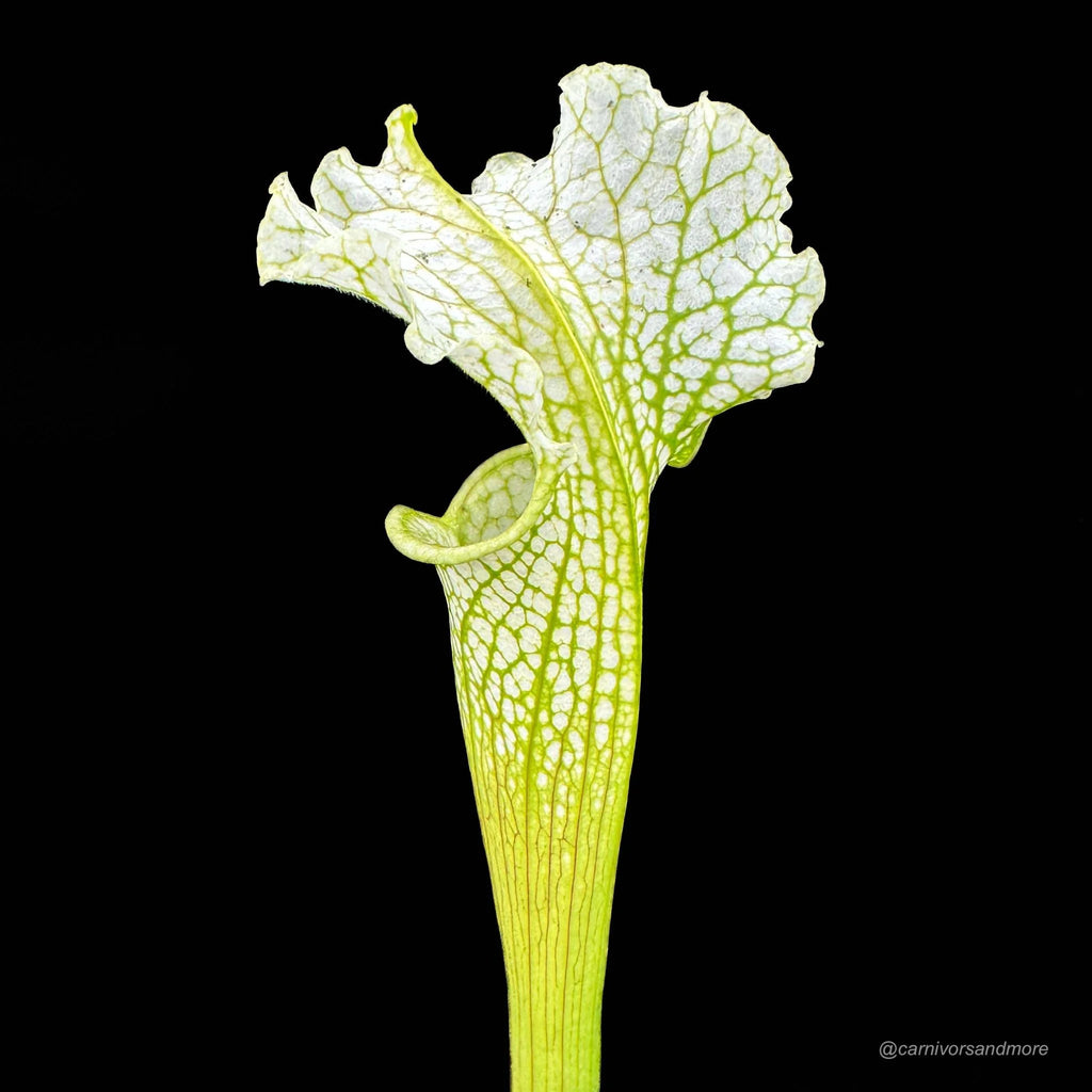 Sarracenia x Camisole 大森食虫植物農園