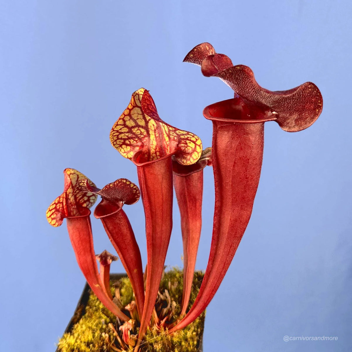 Sarracenia x Cancan x purpurea var. burkei 大森食虫植物農園