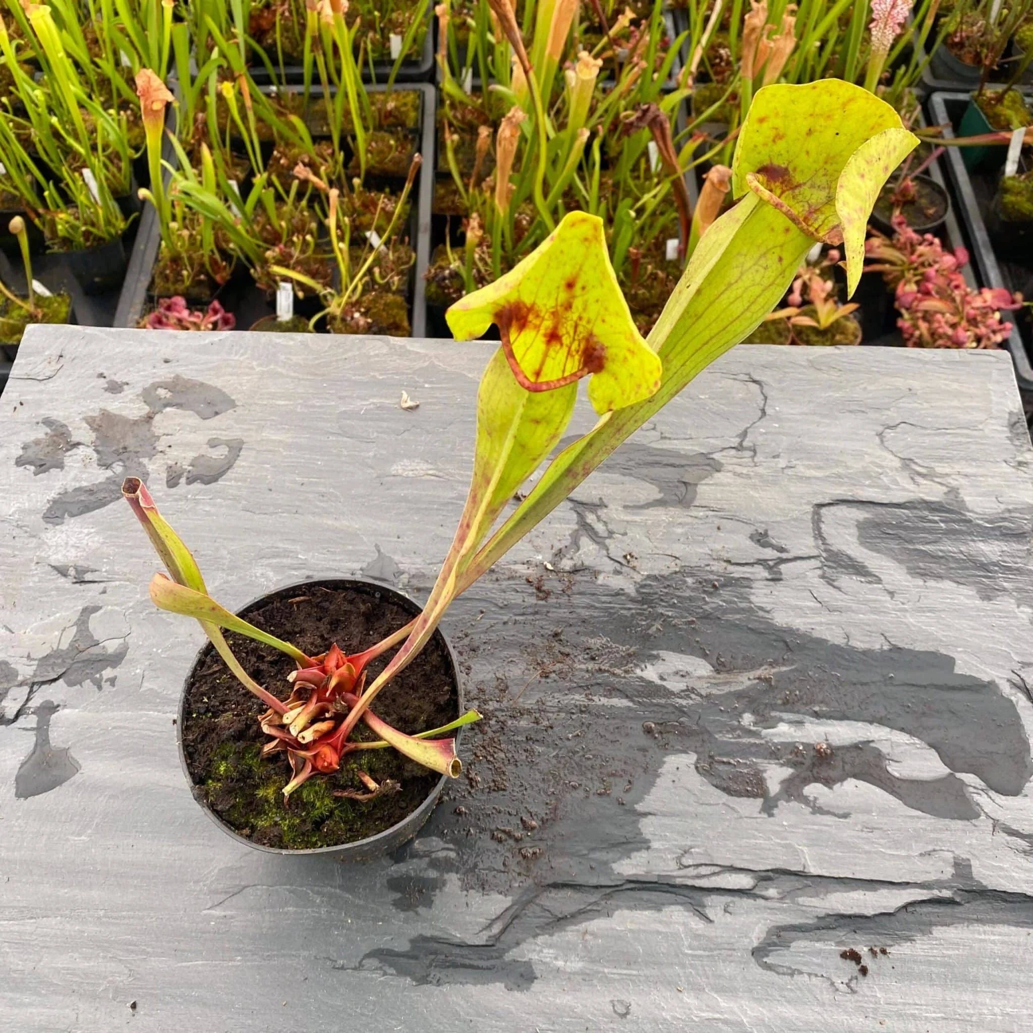 Sarracenia x Catesby „Big Bertha“ 大森食虫植物農園