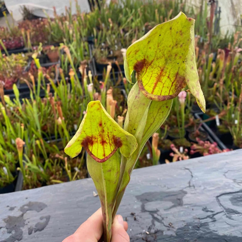Sarracenia x Catesby „Big Bertha“ 大森食虫植物農園