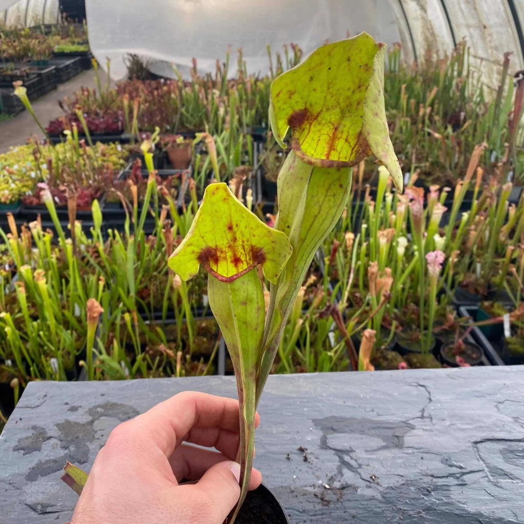 Sarracenia x Catesby „Big Bertha“ 大森食虫植物農園