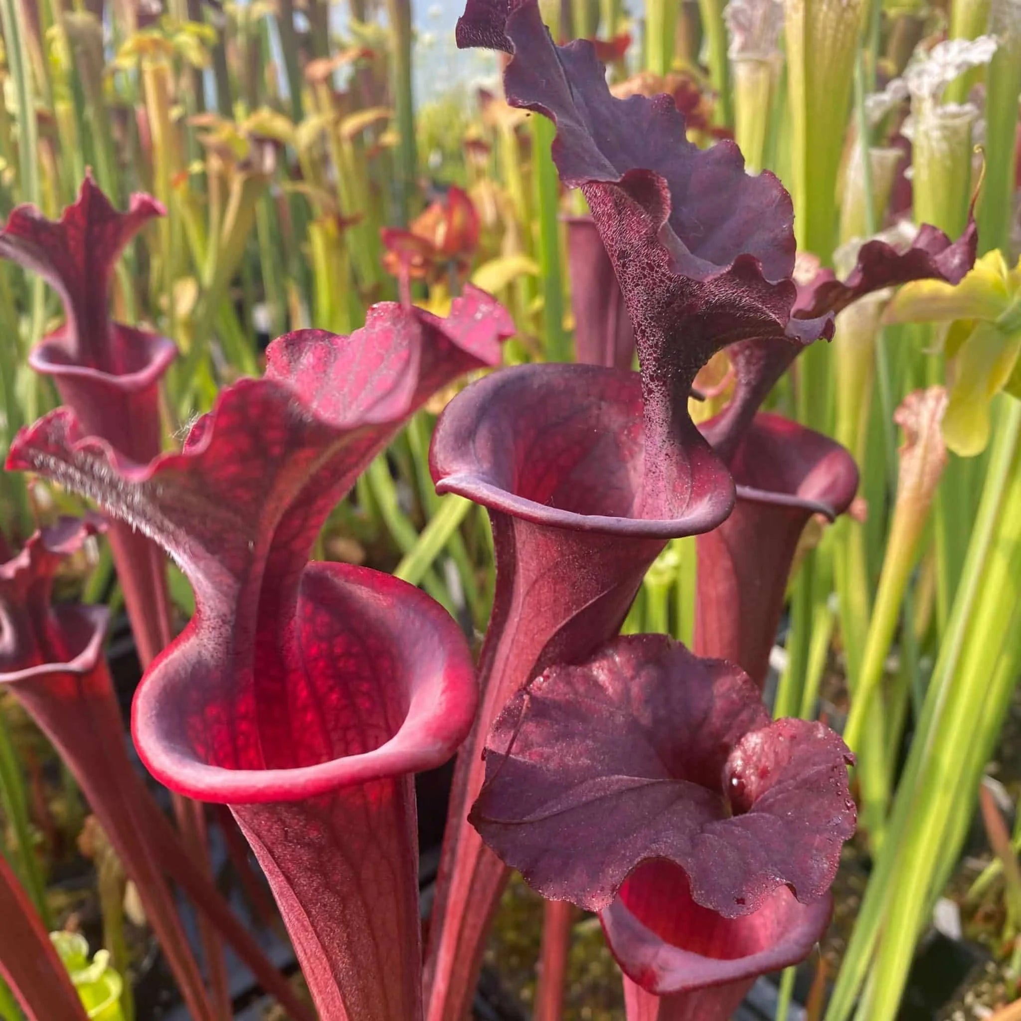 Sarracenia x Fernando, sel. CK 大森食虫植物農園