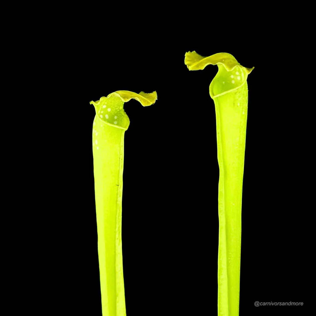 Sarracenia x Green Monster 大森食虫植物農園