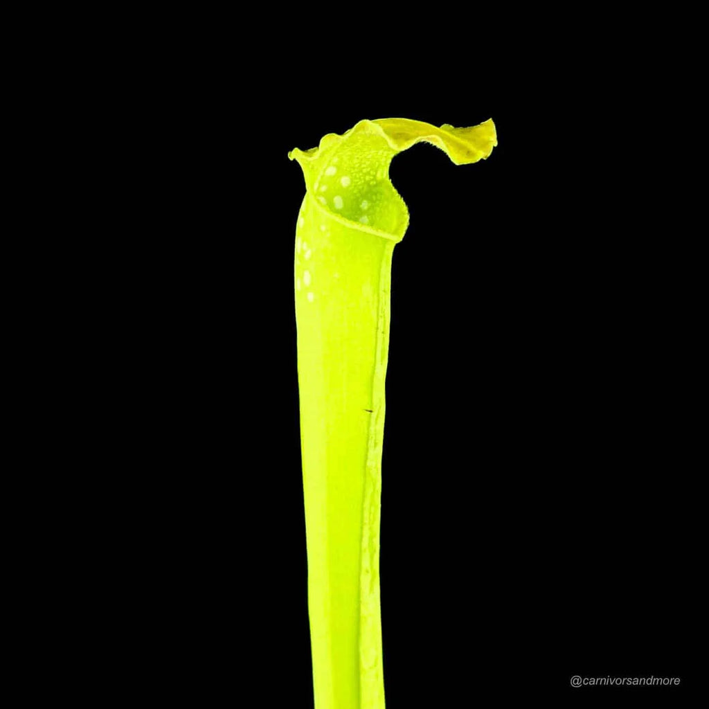 Sarracenia x Green Monster 大森食虫植物農園