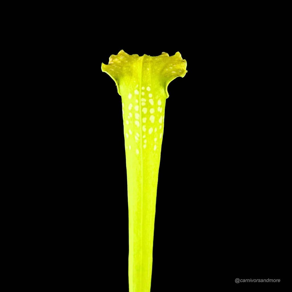 Sarracenia x Green Monster 大森食虫植物農園