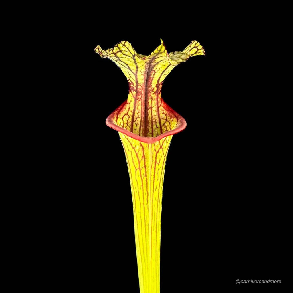Sarracenia x Inspiration, ex Mirek Srbaﾠ 大森食虫植物農園