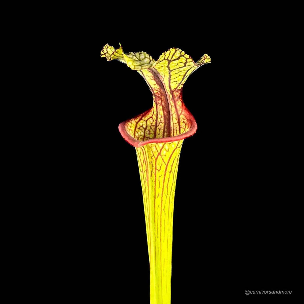 Sarracenia x Inspiration, ex Mirek Srbaﾠ 大森食虫植物農園