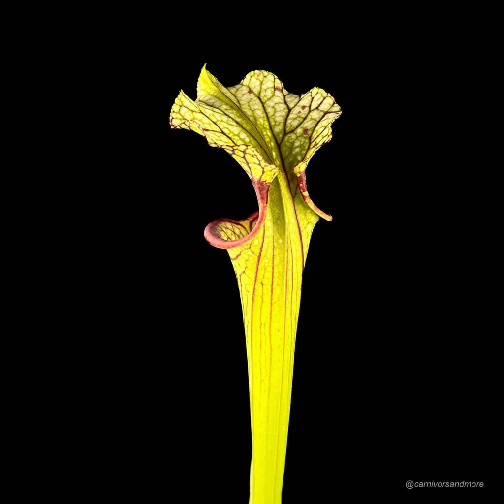 Sarracenia x Inspiration, ex Mirek Srbaﾠ 大森食虫植物農園