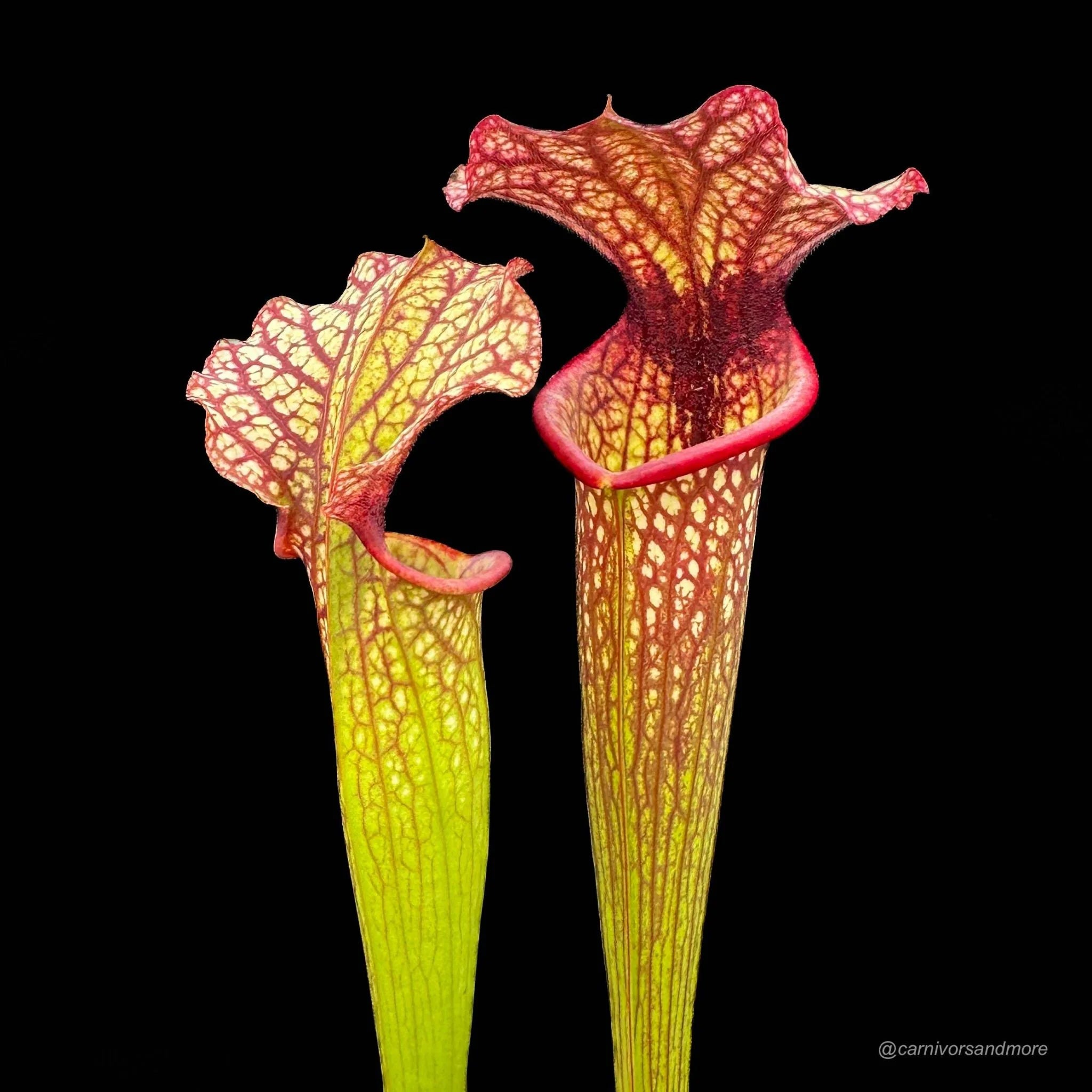 Sarracenia x John David King, 40 cm +� 大森食虫植物農園