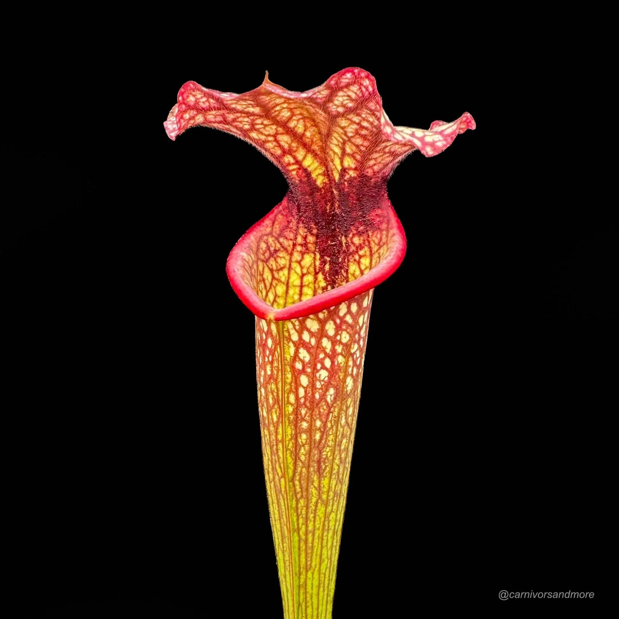 Sarracenia x John David King, 40 cm +� 大森食虫植物農園
