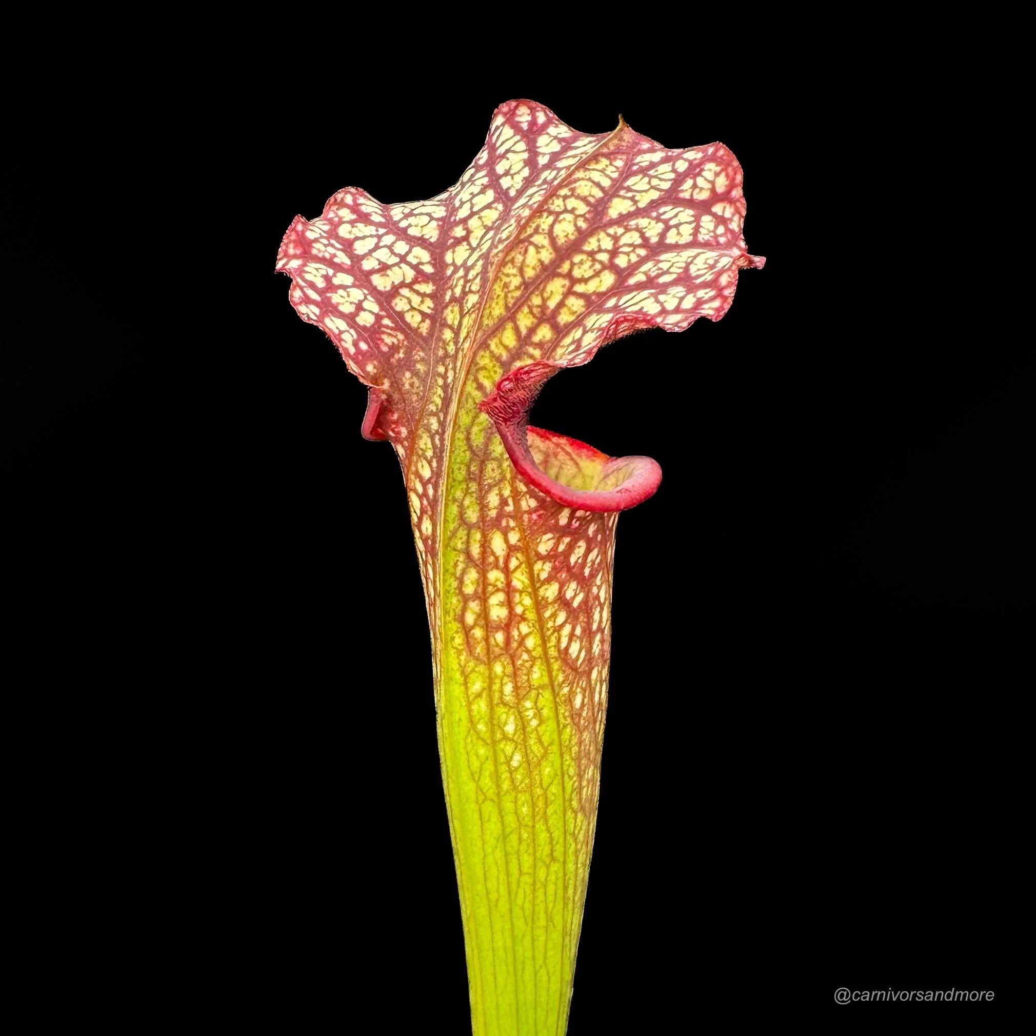 Sarracenia x John David King, 40 cm +� 大森食虫植物農園