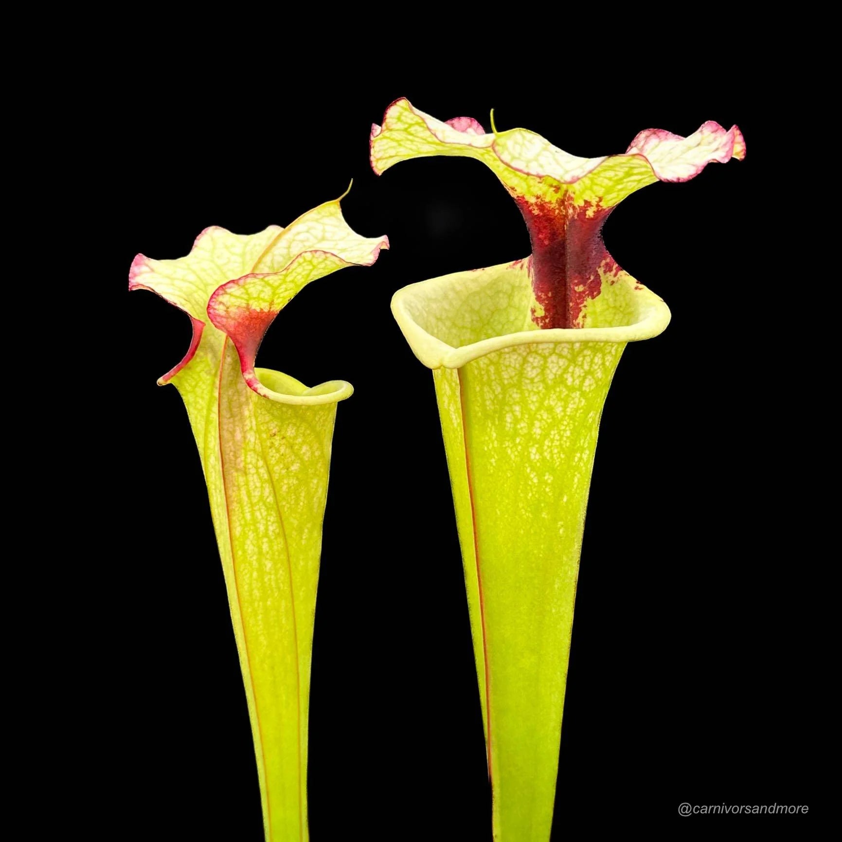 Sarracenia x Legacy, ex M. Wang 大森食虫植物農園