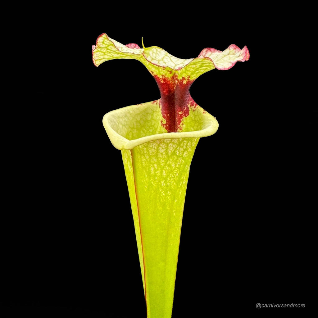 Sarracenia x Legacy, ex M. Wang 大森食虫植物農園