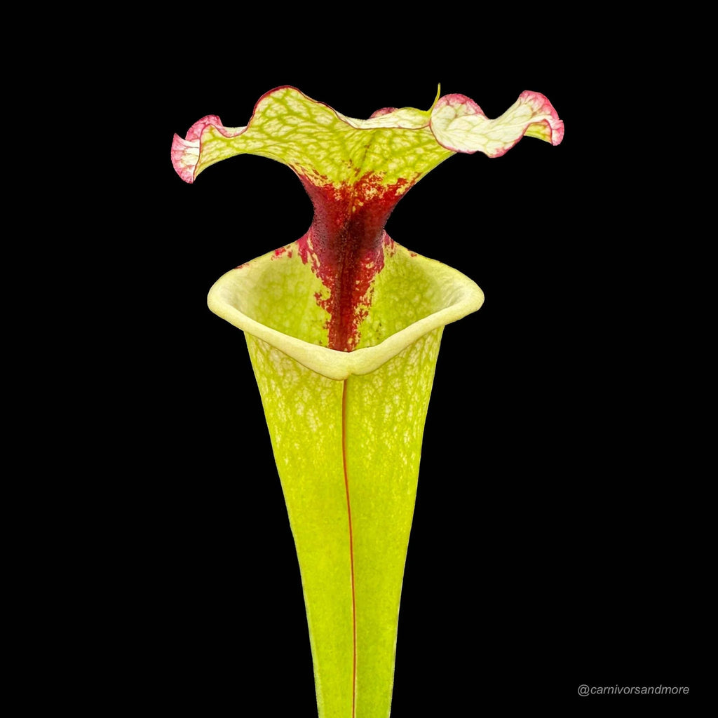 Sarracenia x Legacy, ex M. Wang 大森食虫植物農園