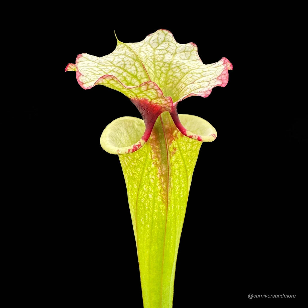 Sarracenia x Legacy, ex M. Wang 大森食虫植物農園