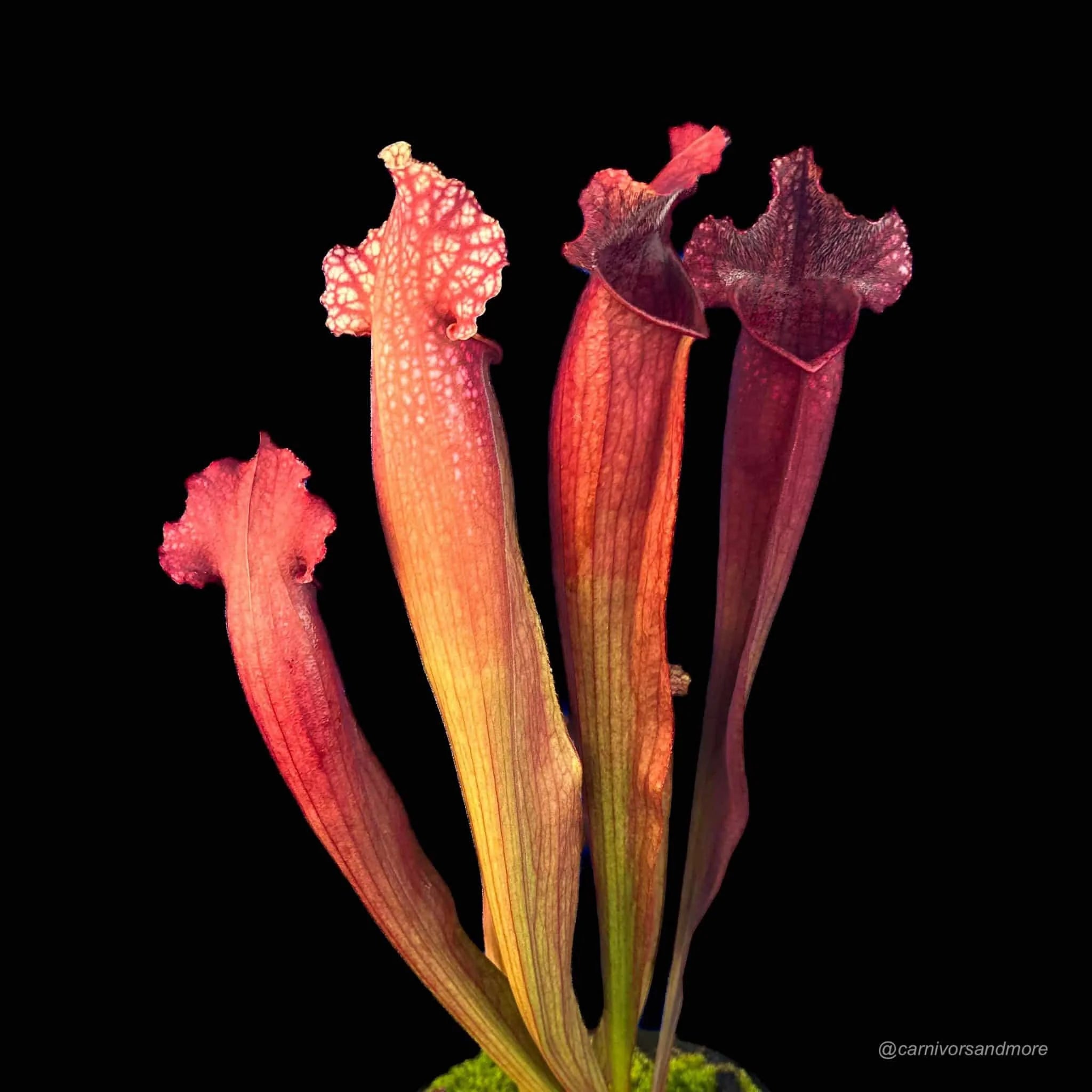 Sarracenia x Mitchelliana „Red“, 20-30 cm 大森食虫植物農園