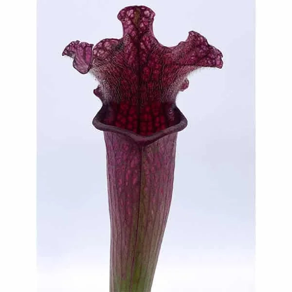 Sarracenia x Victoria Morley 大森食虫植物農園