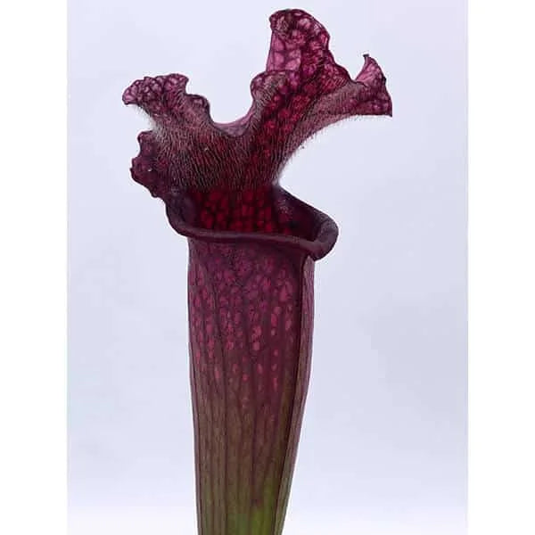 Sarracenia x Victoria Morley 大森食虫植物農園