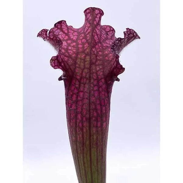 Sarracenia x Victoria Morley 大森食虫植物農園