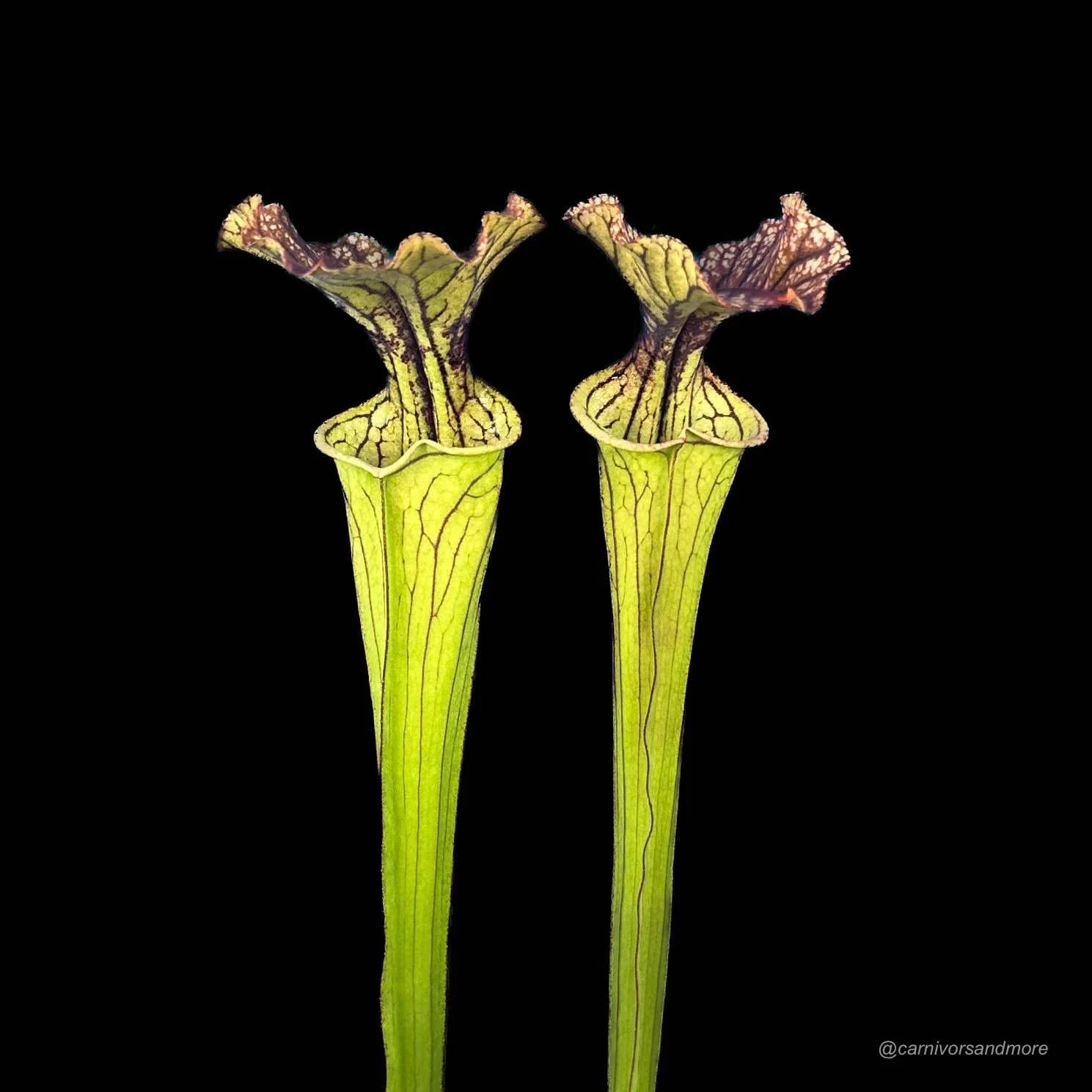 Sarracenia x „Arthur Wheeler“ 大森食虫植物農園