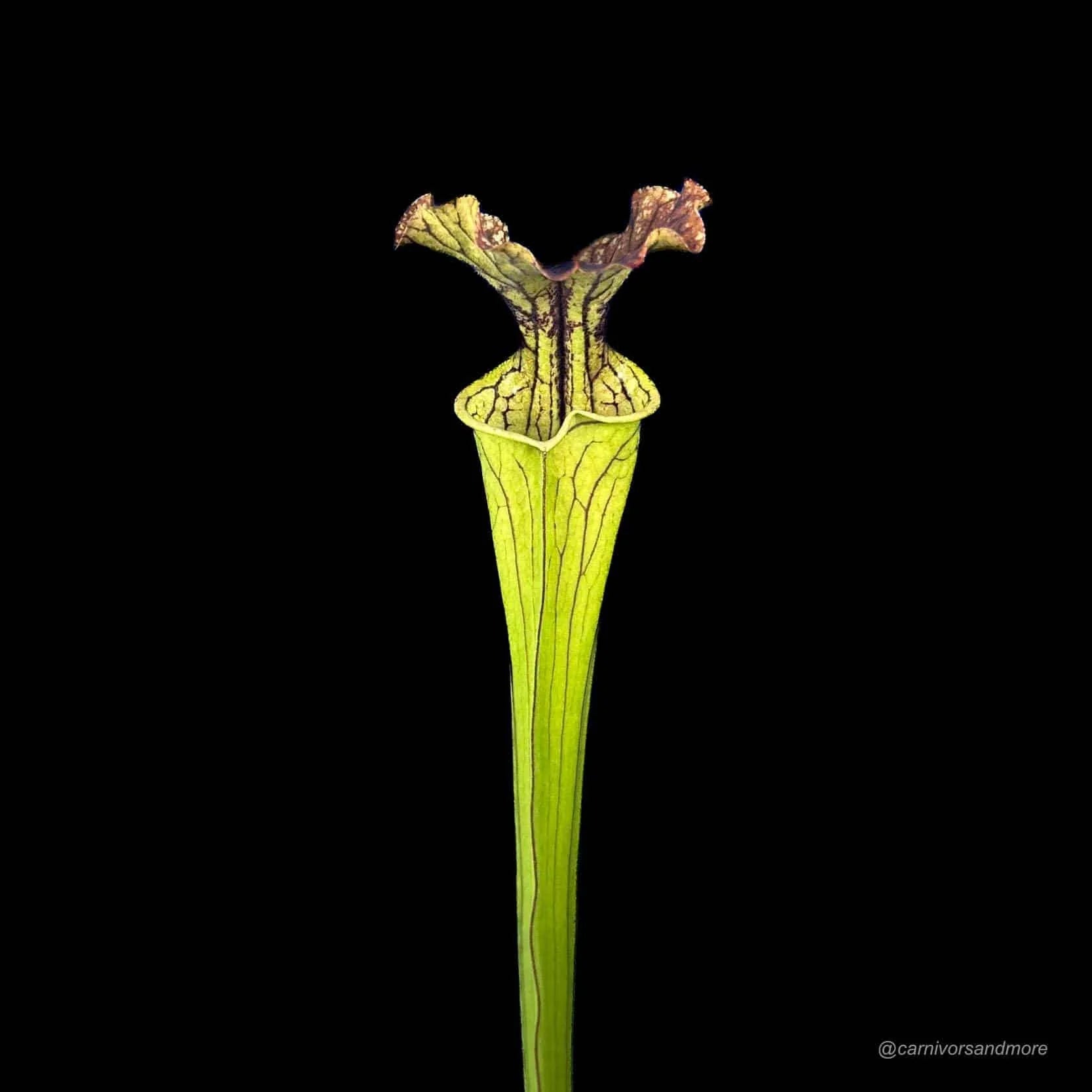 Sarracenia x „Arthur Wheeler“ 大森食虫植物農園