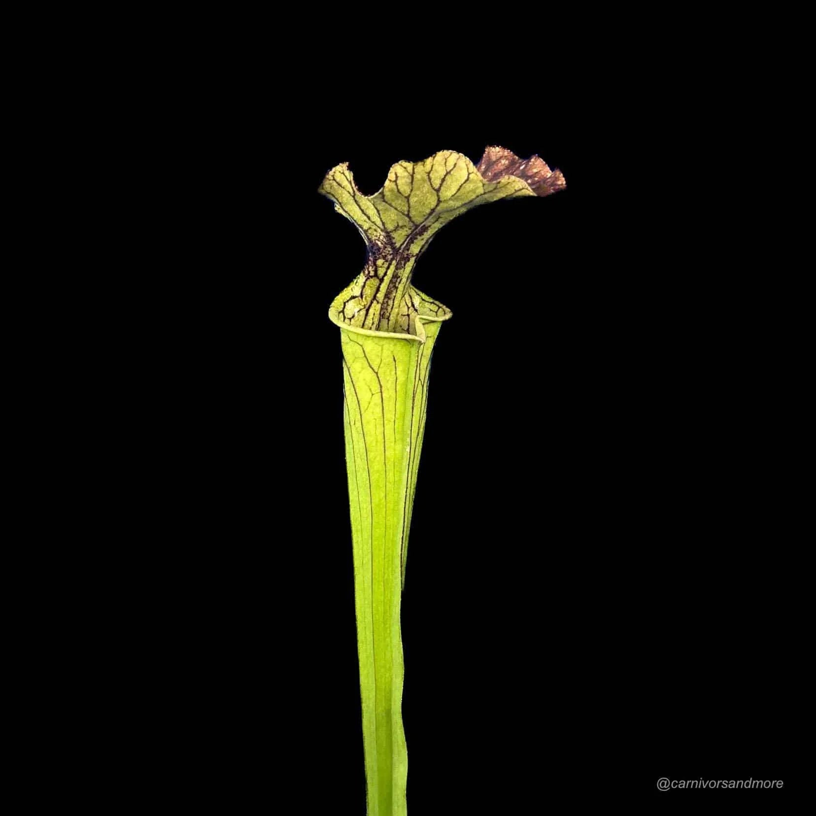 Sarracenia x „Arthur Wheeler“ 大森食虫植物農園