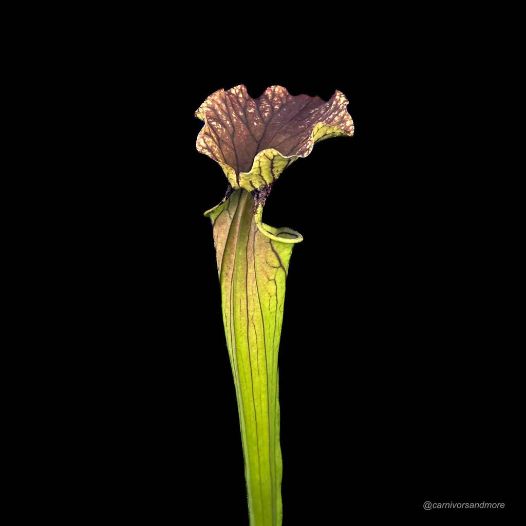 Sarracenia x „Arthur Wheeler“ 大森食虫植物農園