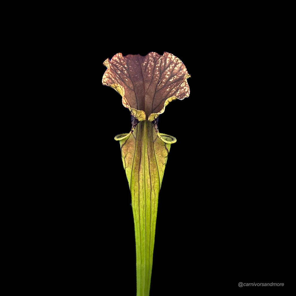 Sarracenia x „Arthur Wheeler“ 大森食虫植物農園