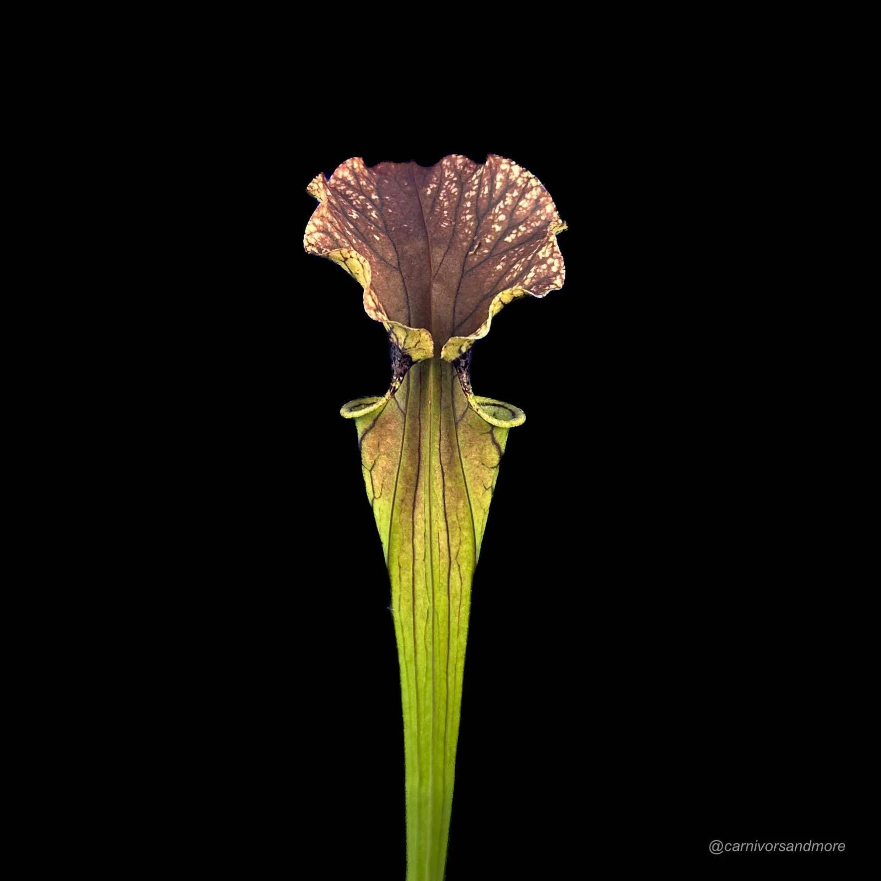 Sarracenia x „Arthur Wheeler“ 大森食虫植物農園