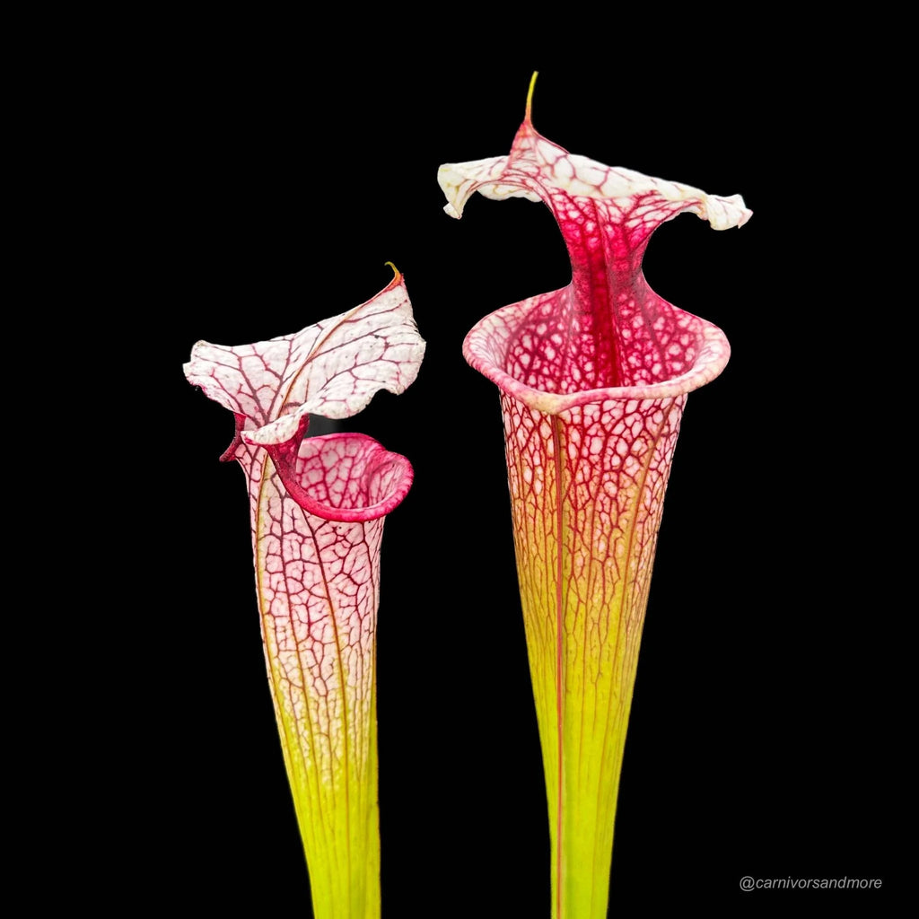Sarracenia x „Atlas 5“ 大森食虫植物農園