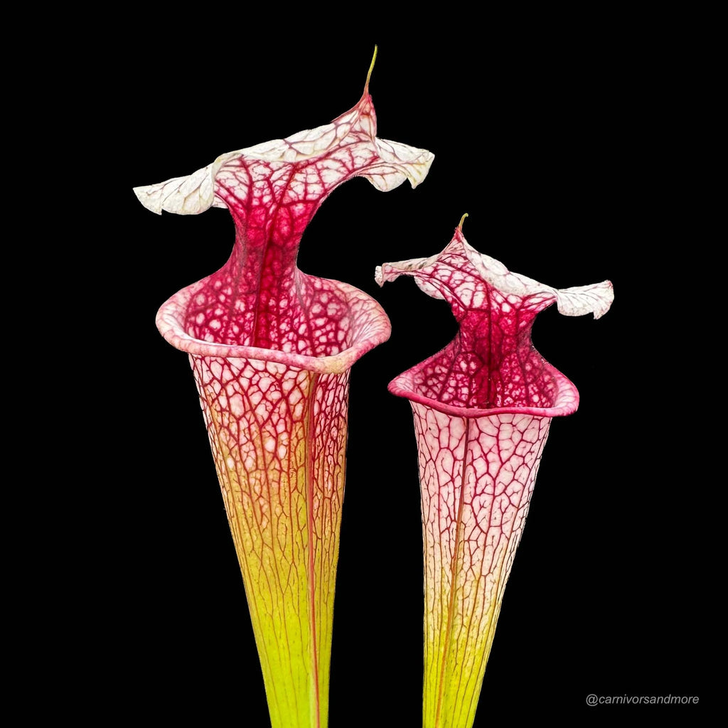 Sarracenia x „Atlas 5“ 大森食虫植物農園