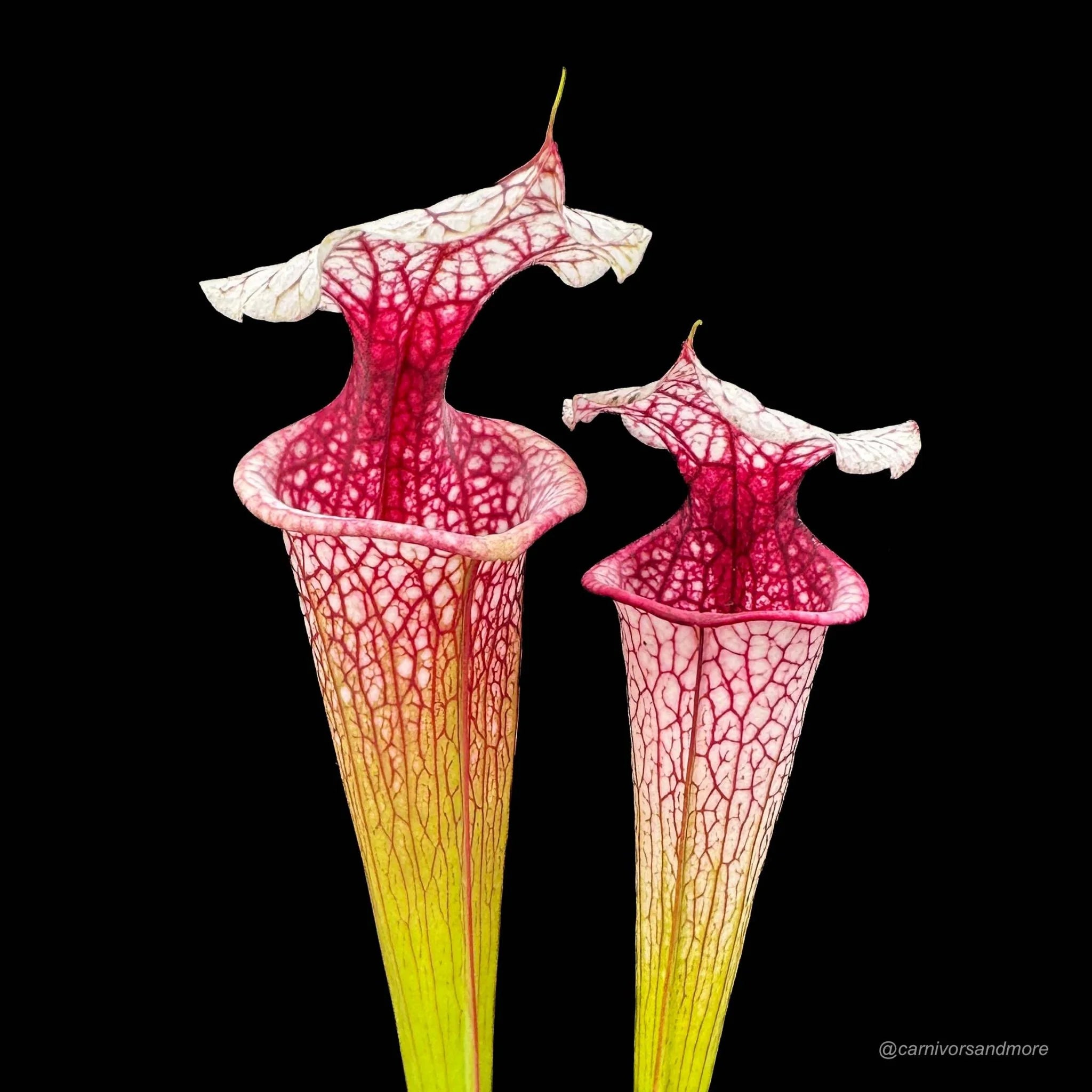 Sarracenia x „Atlas 5“ 大森食虫植物農園