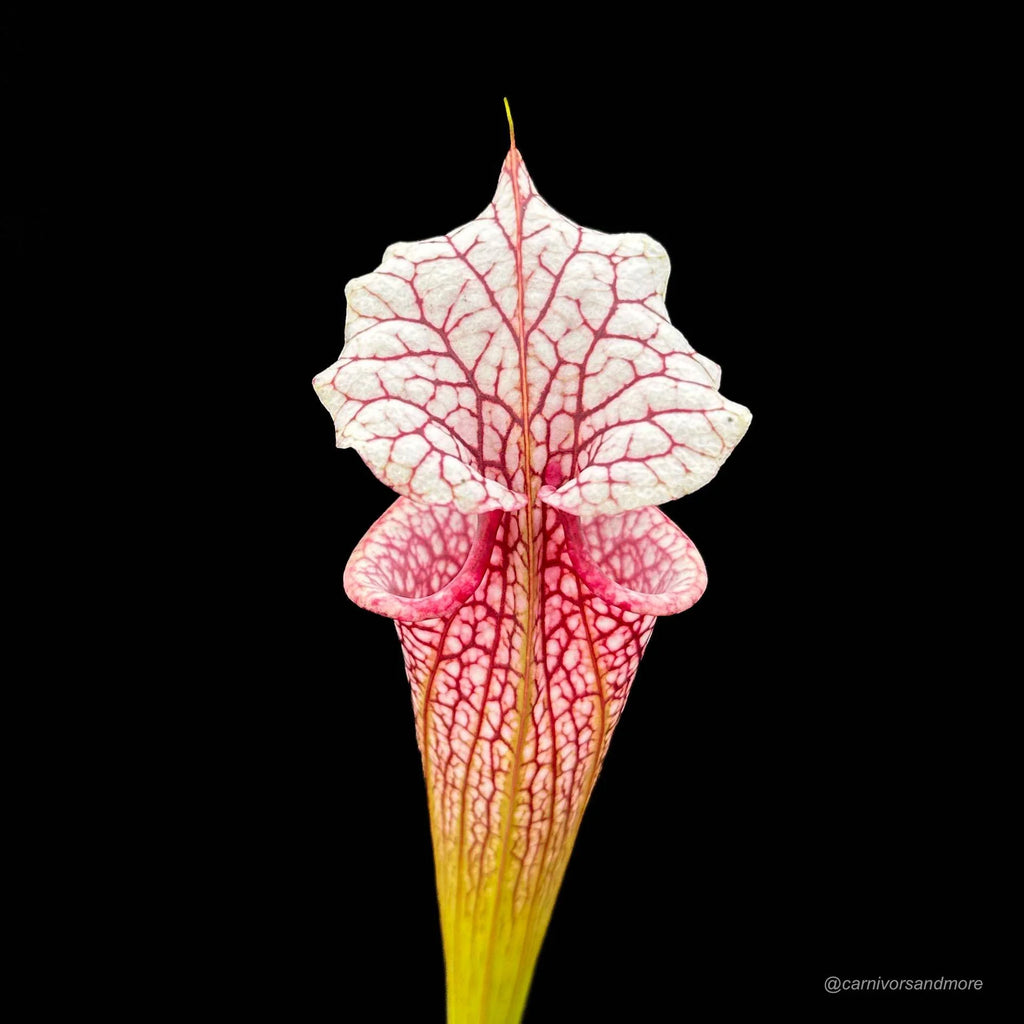 Sarracenia x „Atlas 5“ 大森食虫植物農園