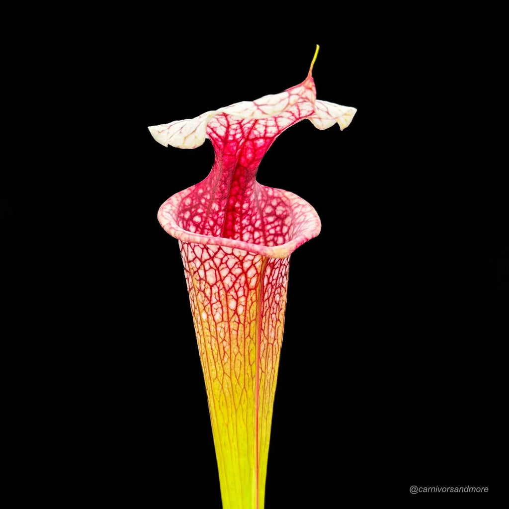 Sarracenia x „Atlas 5“ 大森食虫植物農園