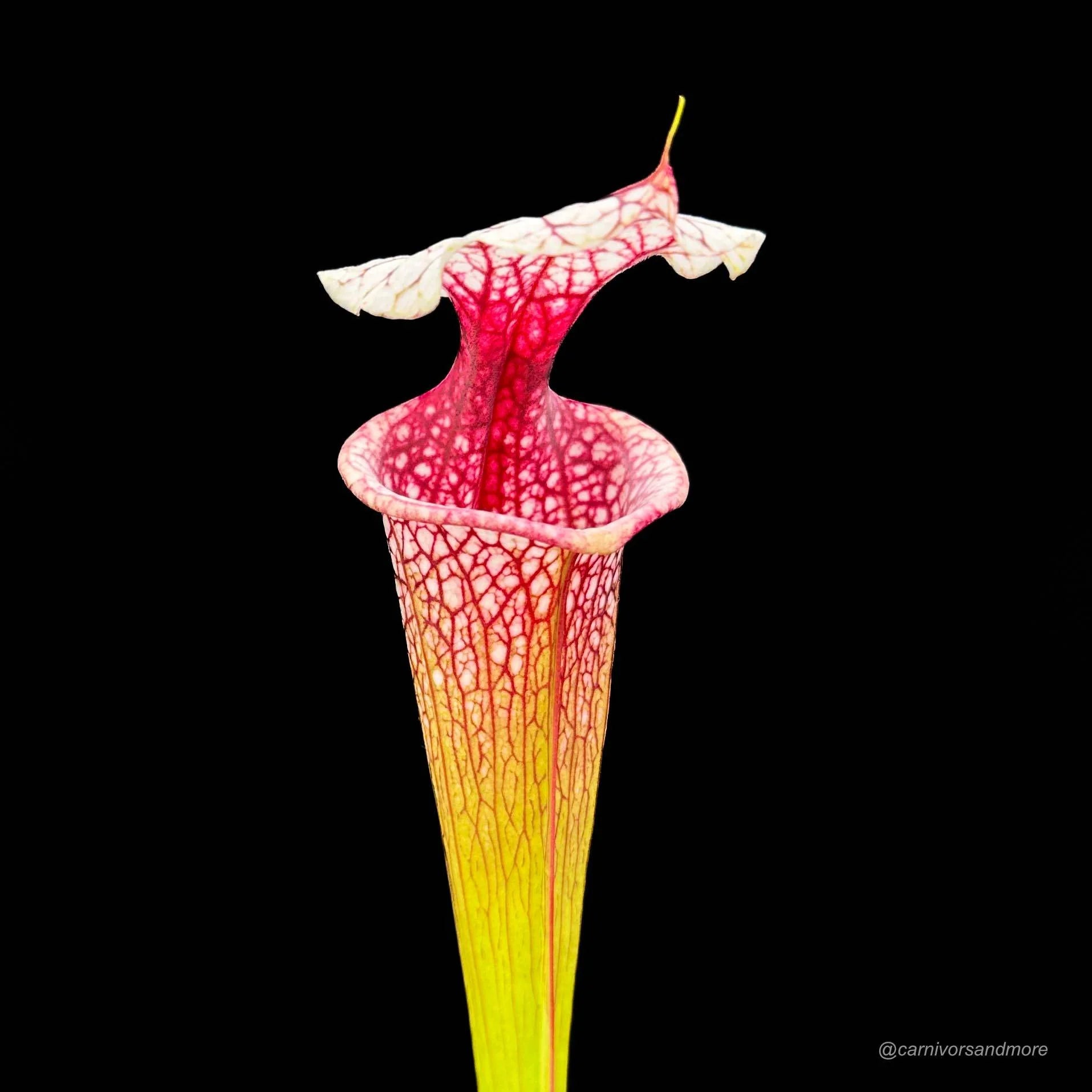 Sarracenia x „Atlas 5“ 大森食虫植物農園