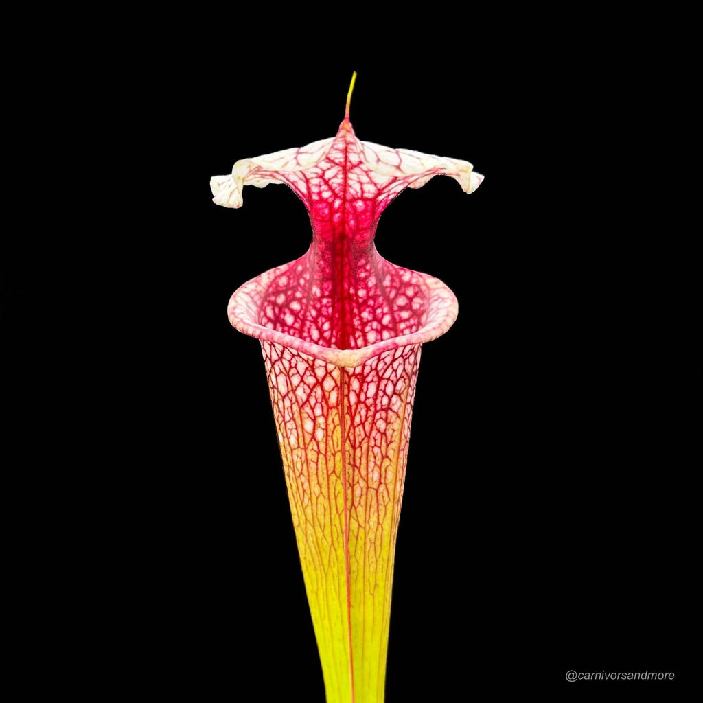 Sarracenia x „Atlas 5“ 大森食虫植物農園